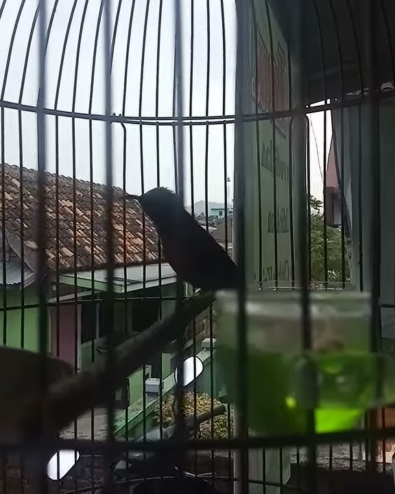 Konin isian lovebird. Cililin