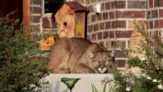 Neighbors Shocked To Discover Mountain Lion Taking A Cat Nap On Porch