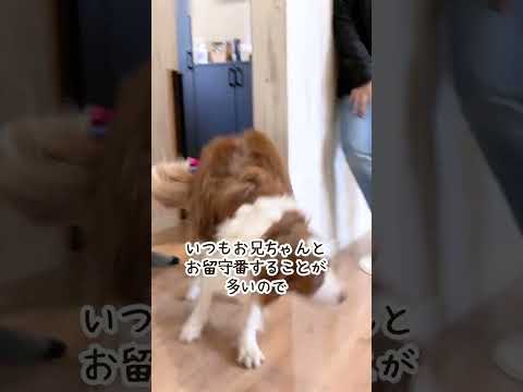 久しぶりのお留守番でお出迎えの激しさが120％になったボーダーコリー #shorts