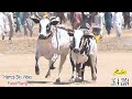 Bull race  extremely dangerous bulls hamza sky   1642024