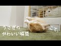 ウサギのかわいい瞬間　No.123
