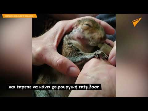 Βίντεο: Χιλής σκίουρος Degu: φροντίδα, συντήρηση στο σπίτι