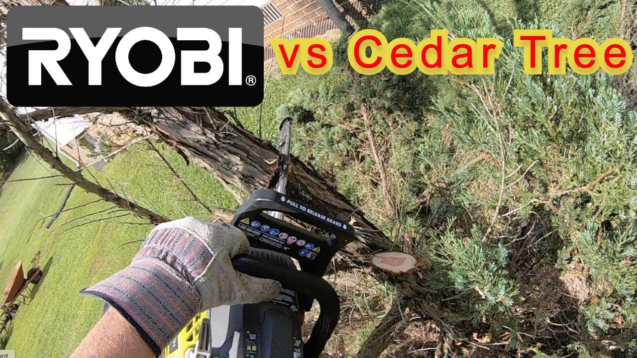 Ryobi 14" chainsaw cutting down cedar trees YouTube