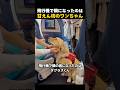 まさかの膝の上へ!飛行機で出会った人懐っこいワンちゃん