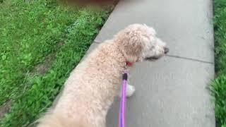 Walking with my dog