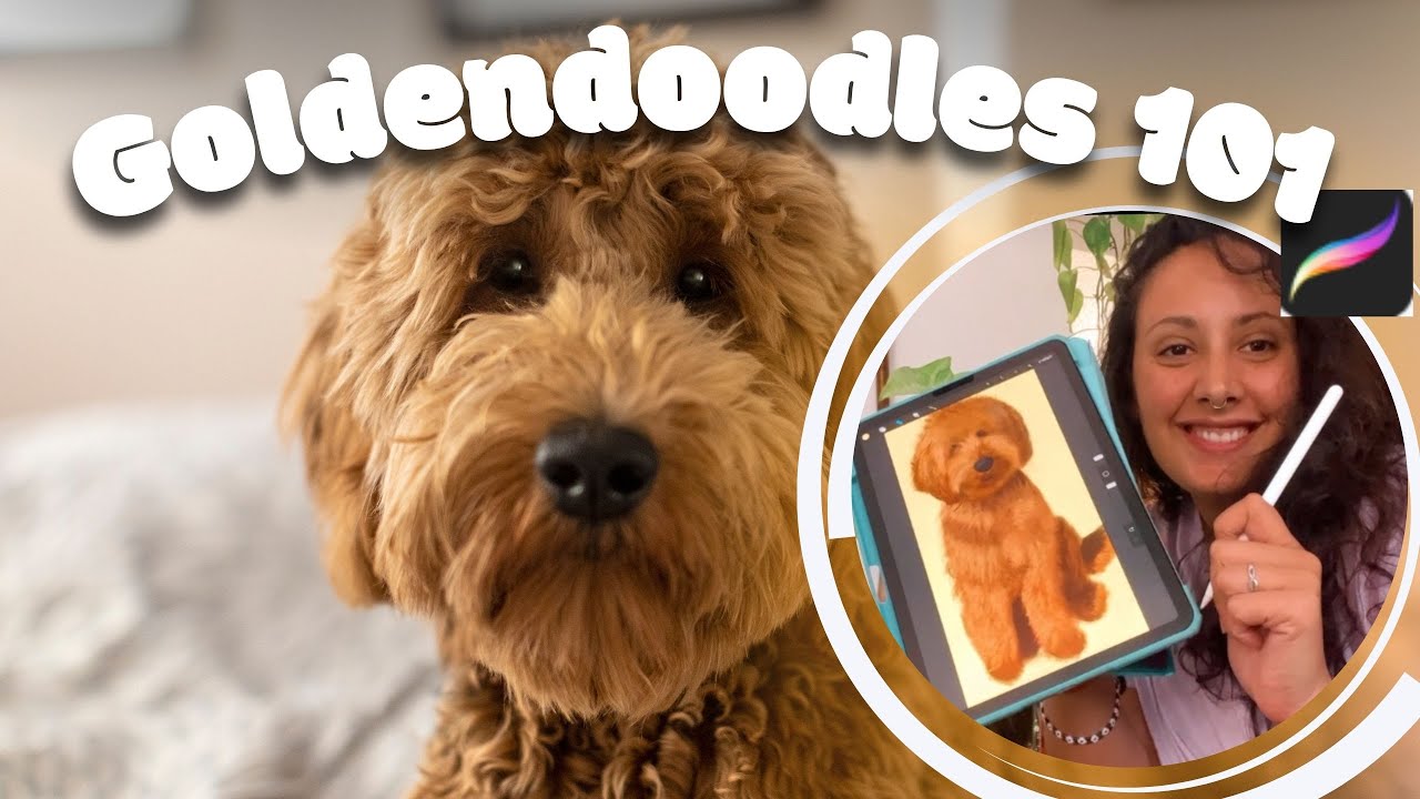 Paint and learn with me, about the lovable dog breed! - golden doodles