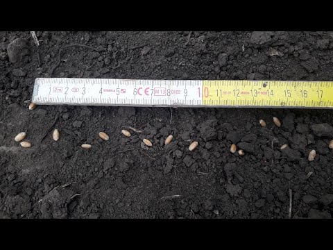 Як визначити кількість насінин на погонному метрі