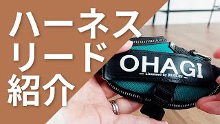 【JULIUS K-9】ハーネスやリードを噛んでしまうわんちゃんに！レビューと装着方法！