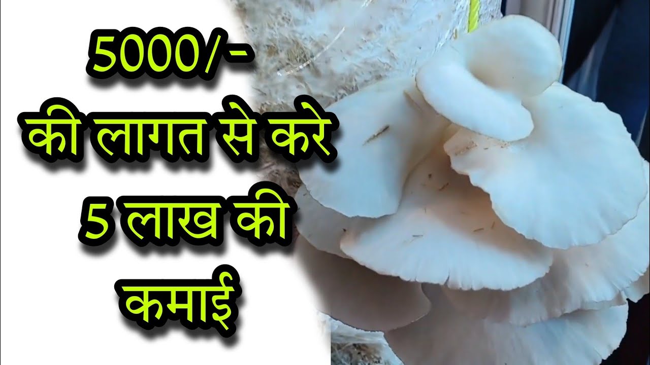 #Mushroom farming in madhya pradesh #tractorguruji