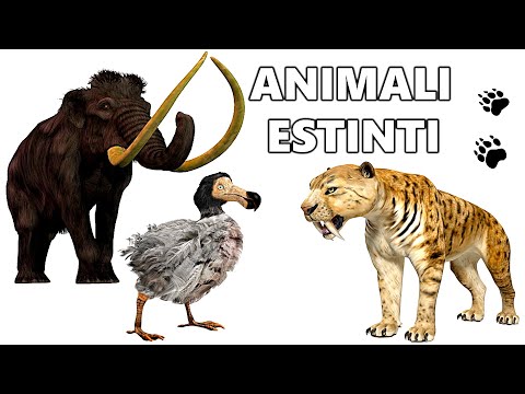 Video: Gli Ambientalisti Prevedono Una Diminuzione Delle Dimensioni Degli Animali - Visualizzazione Alternativa