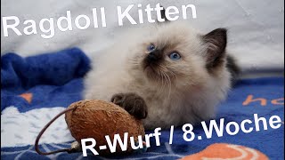 Ragdoll Kitten | unser R-Wurf in der achten Woche | Aramintapaws Ragdolls by Aramintapaws Ragdolls 248 views 1 year ago 1 minute, 1 second