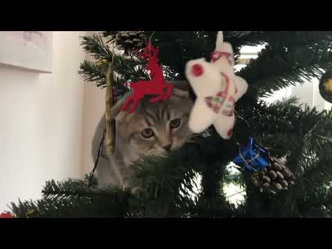 Video: Bir Kediyi Noel Ağacından Nasıl Korursunuz?