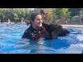 Piscina canina