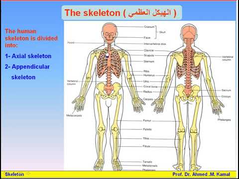 06 The Skeleton 1 Parts of The Skeleton Anatomy Intro Dr Ahmed Kamal