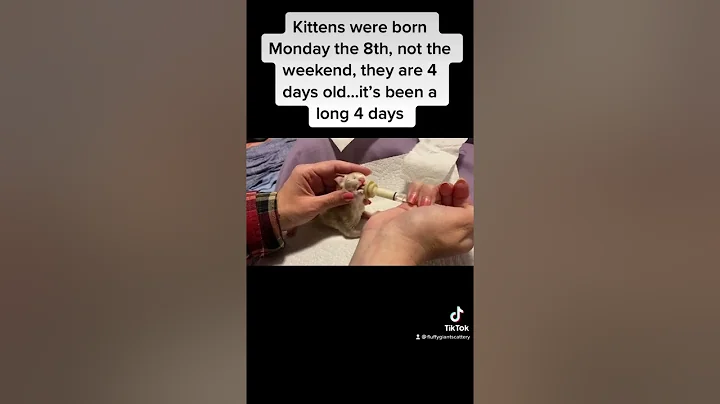 Video 2392221: feeding maine coon kitten, feeding baby kitten, feeding milk