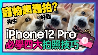 用iPhone 12Pro拍寵物四大技巧！絕對零失誤？！還有狗狗 ... 