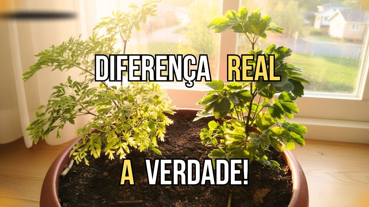 Árvore Da Felicidade Macho E Fêmea: As Pessoas Fazem Tudo Errado!