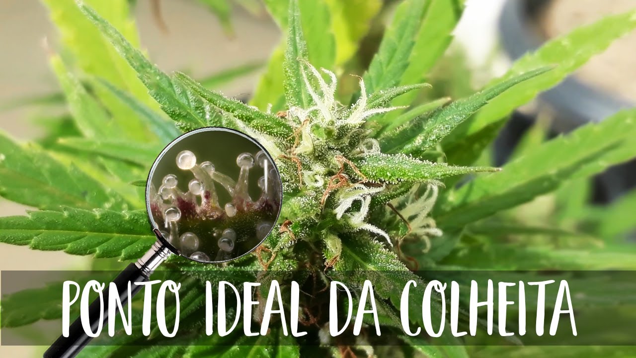 Qual é o ponto ideal para COLHER a planta?
