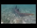 Under water drone captures footage of a shark