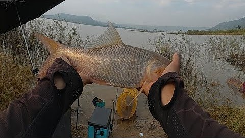 Mùa lạnh sài mồi câu nào sẽ ổn định để câu cá