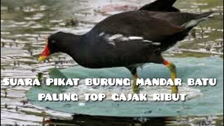 Suara pemikat burung mandar batu betina dan jantan gajak ribut paling top suara jernih