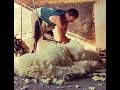 Sheep shearing. Pop the sheep’s head up?