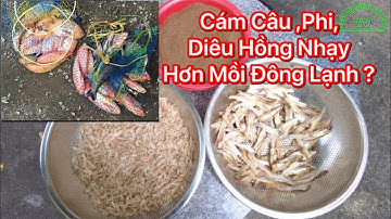 Hướng Dẫn Trộn Cám Câu Cá Phi,Diêu Hồng Cực Nhạy Như Mồi Đông Lạnh
