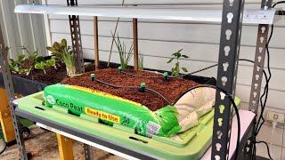 Irrigated Bagged Coco Hydroponic System