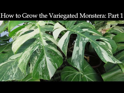 Video: Monstera, Sekretet E Rritjes