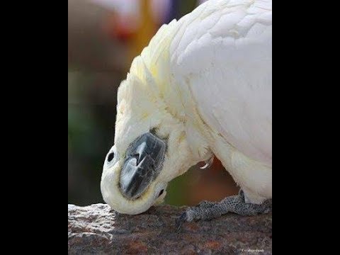 funny-australian-birds