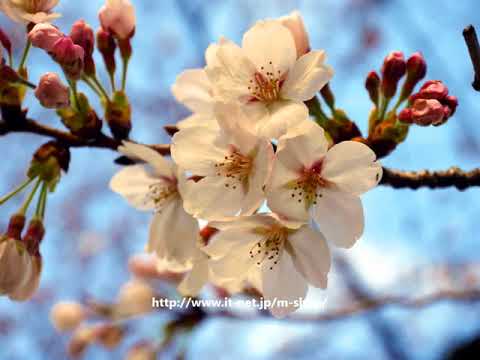 飯田橋、桜テラス、靖国神社、千鳥ヶ淵、田安門の桜　2018年3月22日