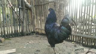 local chicken ? in Chitwan Nepal | Village chicken farming | Kadaknath kukhura, haas, local chicken