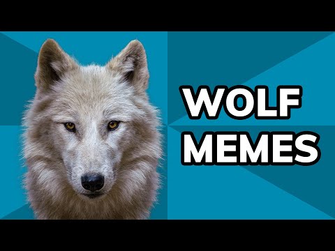 How Wolves Dominate The Meme World, From DeviantArt To "Three Wolf Moon" | Meme History