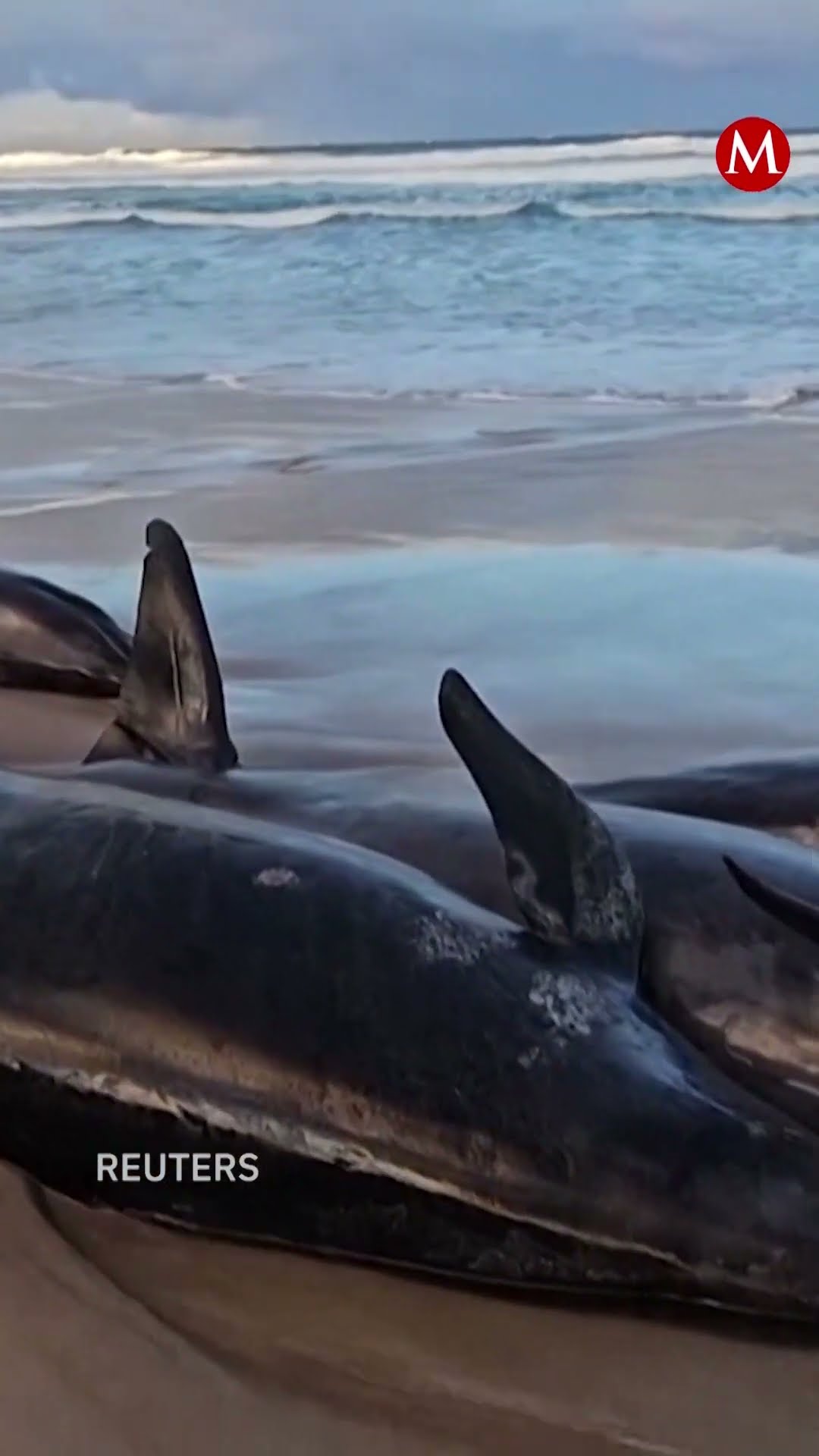 Conmoción en Australia: 150 falsas orcas quedan varadas en una playa