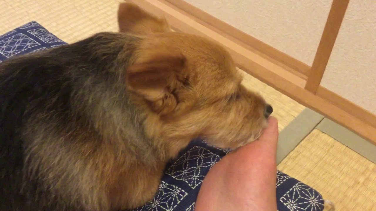 知らないうちに足を舐めている犬【初投稿】 YouTube