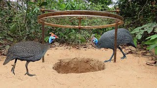 Creative Underground Guinea Chicken Trap Using Bike Tools And Wood - Simple Guinea Trap