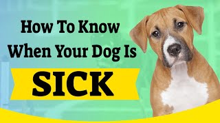 How To Know When Your Dog Is Sick?