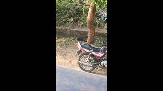 How Smart Are Crows? | ScienceTake | The New York TimesThis is Why bird crow single is Going Viral