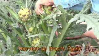 Grow & Harvest Artichokes