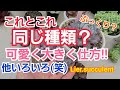 【多肉植物】これは同じ種類⁉️&可愛く大きくするには⁉️他いろいろ語ります(笑)2021年1月5日