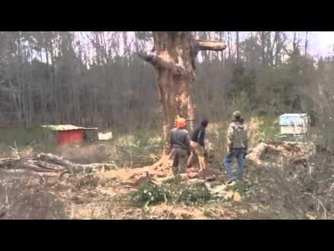 thomas tree service joblr how to cut dead hollow tree thomas tree service youtube thomas tree service joblr how to cut dead hollow tree thomas tree service youtube