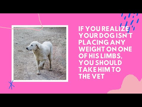 Video: My Pet Limping. Apa patut saya buat?
