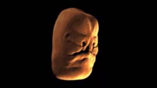 Development of Human Face in its Mother's Womb...