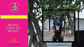 The Tailblazer 2 Week Board And Train