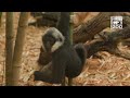 Baby Gibbon Kip and Surrogate Moms Skittles and M&amp;M Make Debut in Jungle Trails- Cincinnati Zoo