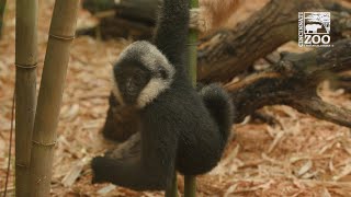 Baby Gibbon Kip and Surrogate Moms Skittles and M&amp;M Make Debut in Jungle Trails- Cincinnati Zoo