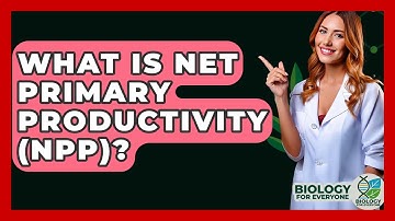 What Is Net Primary Productivity (NPP)? - Biology For Everyone