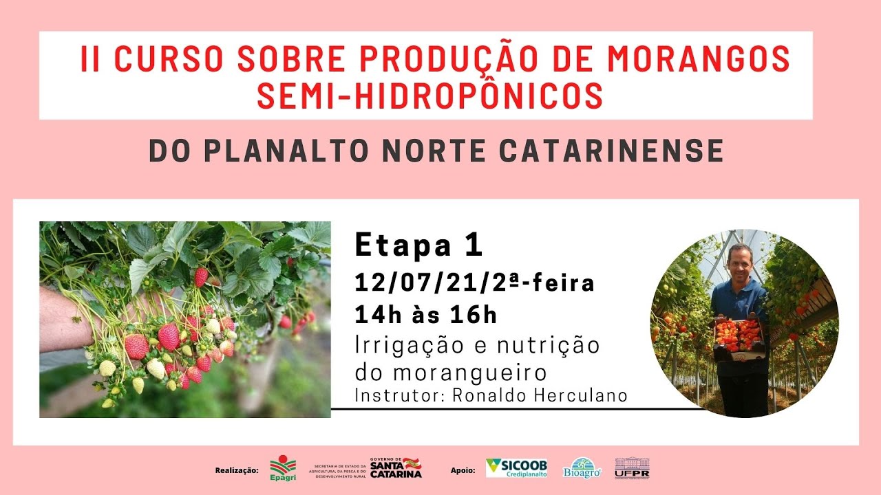 Produção de morangos semi-hidropônicos -  Etapa 1
