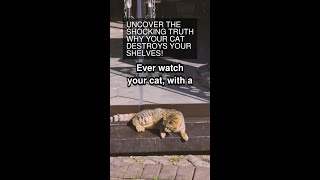 Uncover the SHOCKING Truth: Why Your Cat Destroys Your Shelves!