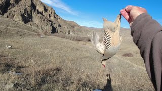 Fermada kınalı keklik avı 2023 partridge hunting